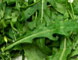 Rucola